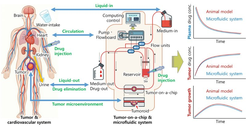 Recapitulating In Vivo Pharmacokinetics and Size-Dependent Nanomedicine Delivery in a Microfluidic Platform 논문 이미지