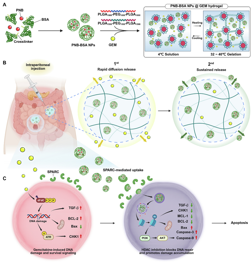 Sequential gemcitabine and panobinostat-loaded albumin nanoparticle delivery via thermosensitive hydrogel in pancreatic peritoneal metastasis 논문 이미지